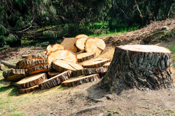 How Our Tree Care Process Works  in  Shreve, OH